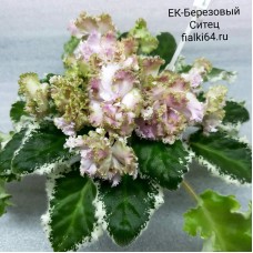 ЕК-Березовый Ситец (Коршунова)